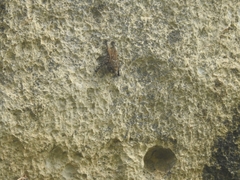 Rhynchonycteris naso