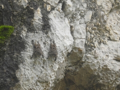 Rhynchonycteris naso