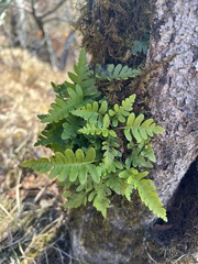 Polypodium appalachianum
