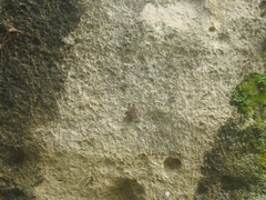 Rhynchonycteris naso
