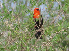 Amblyramphus holosericeus