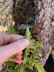 Polypodium appalachianum