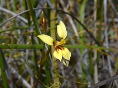 Diuris brevifolia