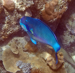 Chlorurus microrhinos