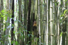 Pulsatrix koeniswaldiana