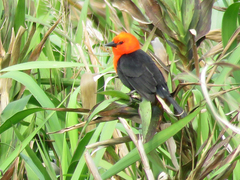 Amblyramphus holosericeus