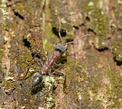 Myrmecia pulchra