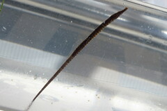 Syngnathus scovelli