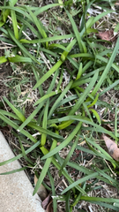 Stenotaphrum secundatum