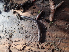 Tachypodoiulus niger