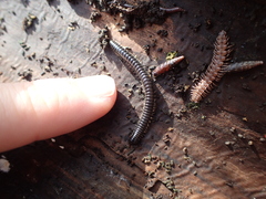 Tachypodoiulus niger
