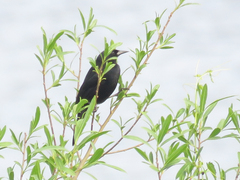 Agelasticus cyanopus