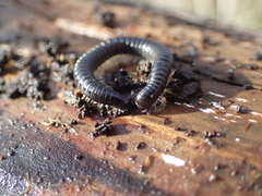 Tachypodoiulus niger