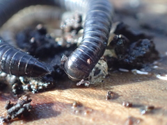 Tachypodoiulus niger