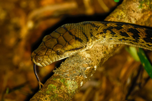 Australian Scrub Python sighting
