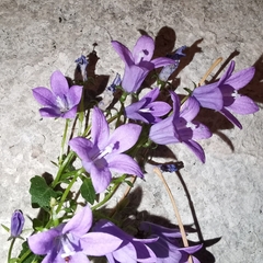 Campanula garganica
