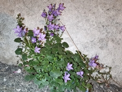 Campanula garganica