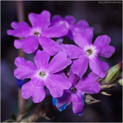 Verbena pulchella