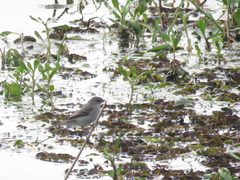 Serpophaga nigricans