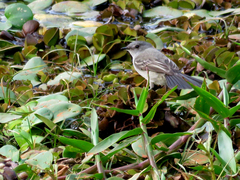 Serpophaga nigricans