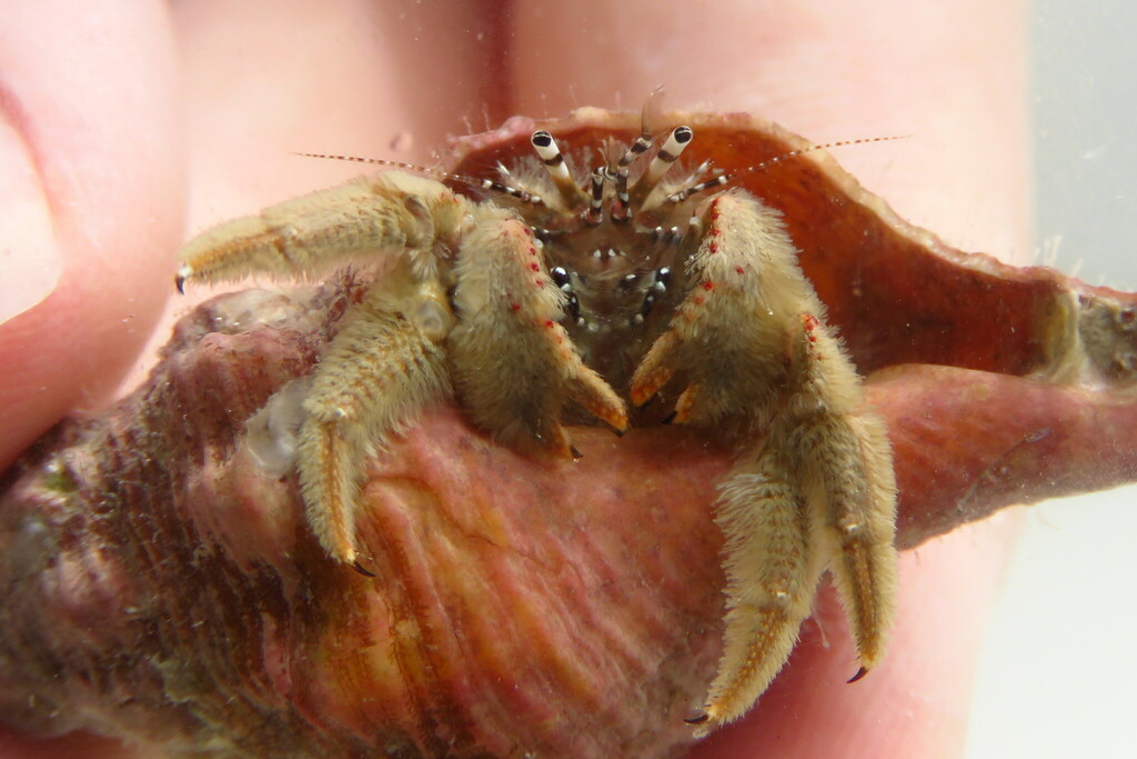 Hairy Hermit Crab