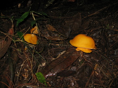 Hymenogloea papyracea