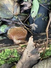 Auricularia auricula-judae