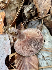 Lactarius paradoxus