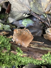 Auricularia auricula-judae