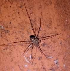 Dicranopalpus