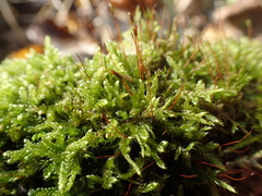 Hypnum cupressiforme