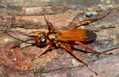 Priocnemis conformis