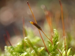 Hypnum cupressiforme