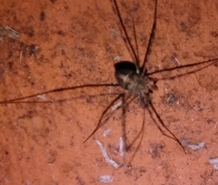 Dicranopalpus