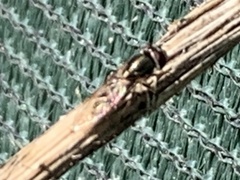 Melanostoma mellinum