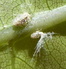 Scolypopa australis