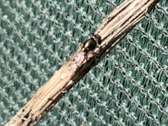 Melanostoma mellinum