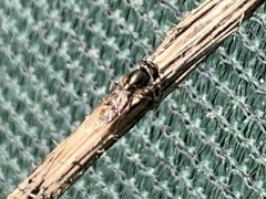 Melanostoma mellinum