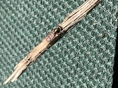 Melanostoma mellinum