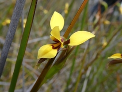 Diuris brevifolia