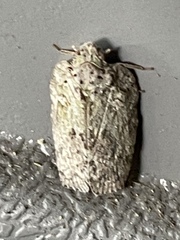 Flatoidinus punctatus