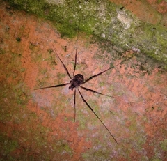 Dicranopalpus larvatus