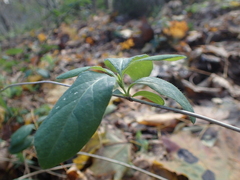 Lonicera periclymenum
