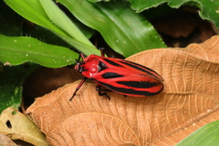 Sphenoclypeana parana