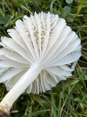 Dermoloma cuneifolium