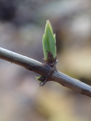 Lonicera periclymenum