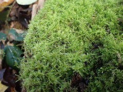 Kindbergia praelonga