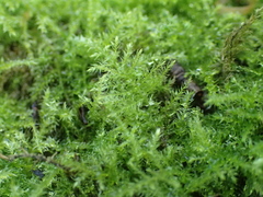 Kindbergia praelonga