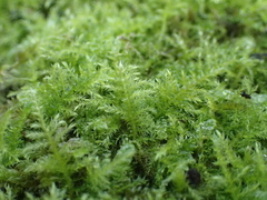 Kindbergia praelonga