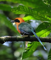 Baryphthengus martii